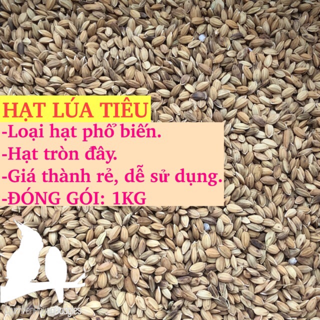 2kg lúa tiêu ruột đỏ cho Chim Cảnh, Gà Kiểng, Cu Gáy...