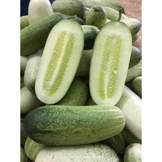 hạt giống dưa chuột Mèo