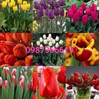 Tuy lip hoa tết