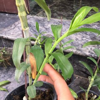 Trầm Rồng Hè