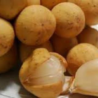 Cây giống bòn bon