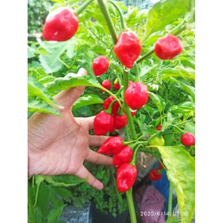 PHÂN BÓN DINH DƯỠNG CHO CÂY ĂN TRÁI