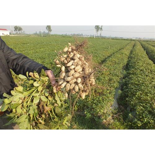 Dầu lạc/ Dầu đậu phộng nhà làm nguyên chất 100%, không chất bảo quản.