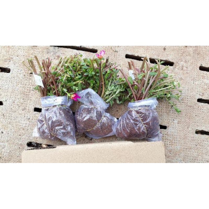 Combo 3 bó Hoa 10h Sam thái đủ 3 màu riêng biệt, giá #69k, 40 cây/bó
