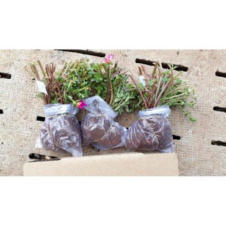 Combo 3 bó Hoa 10h Sam thái đủ 3 màu riêng biệt, giá #69k, 40 cây/bó