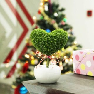 Cây cảnh Cây may mắn trái tim