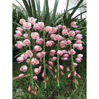 địa lan santo chậu giống, gửi đi cả chậu, size lớn hoa tết năm nay luôn