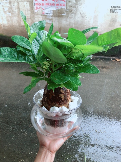 Chậu Kim Ngân Trồng Thuỷ Sinh