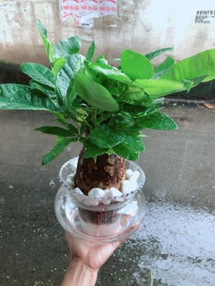Chậu Kim Ngân Trồng Thuỷ Sinh