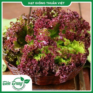 Hạt giống rau xà lách xoăn tn - xà lách tím tn
