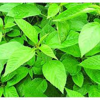 500 hạt giống rau đay xanh cao sản