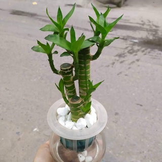 Cây phát tài,🌳freeship🌳 cây phát lộc thủy sinh 🌴mua 4 tặng 1 cây bất kỳ🌴