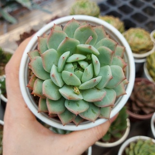 Sen đá bánh bao cỡ to