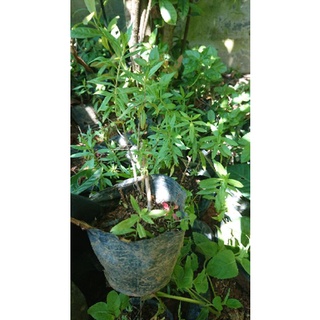 Hoa Ngọc Hân (violet tím)