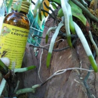 Siêu kích rễ thái lan exotic