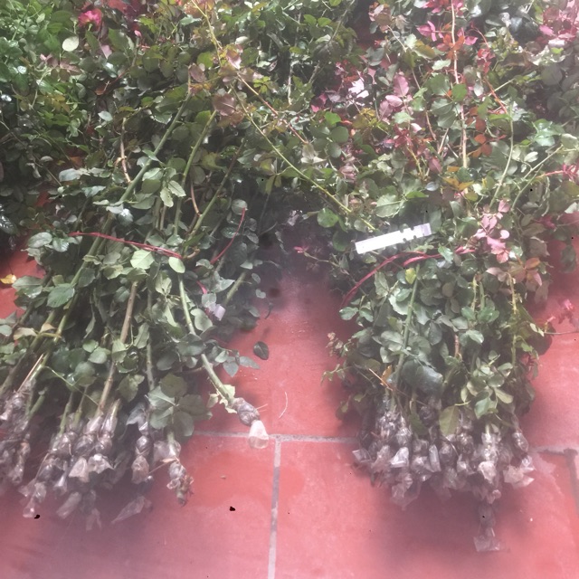 Cành chiết nguyên bản hoa hồng các loại