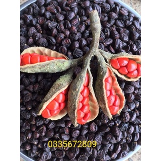 Hạt dổi rừng cây cổ thụ hơn 30 năm ( Gia vị tây Bắc )