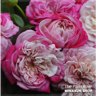 Hoa hồng ngoại The Paris Rose trắng pha hồng đẹp ối zời ôi - MinaKun Shop