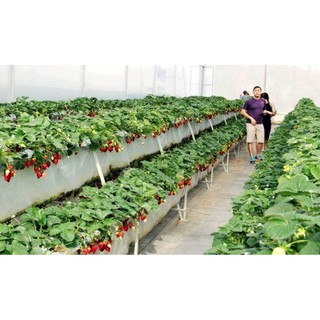 Hạt giống dâu tây gói 10 hạt
