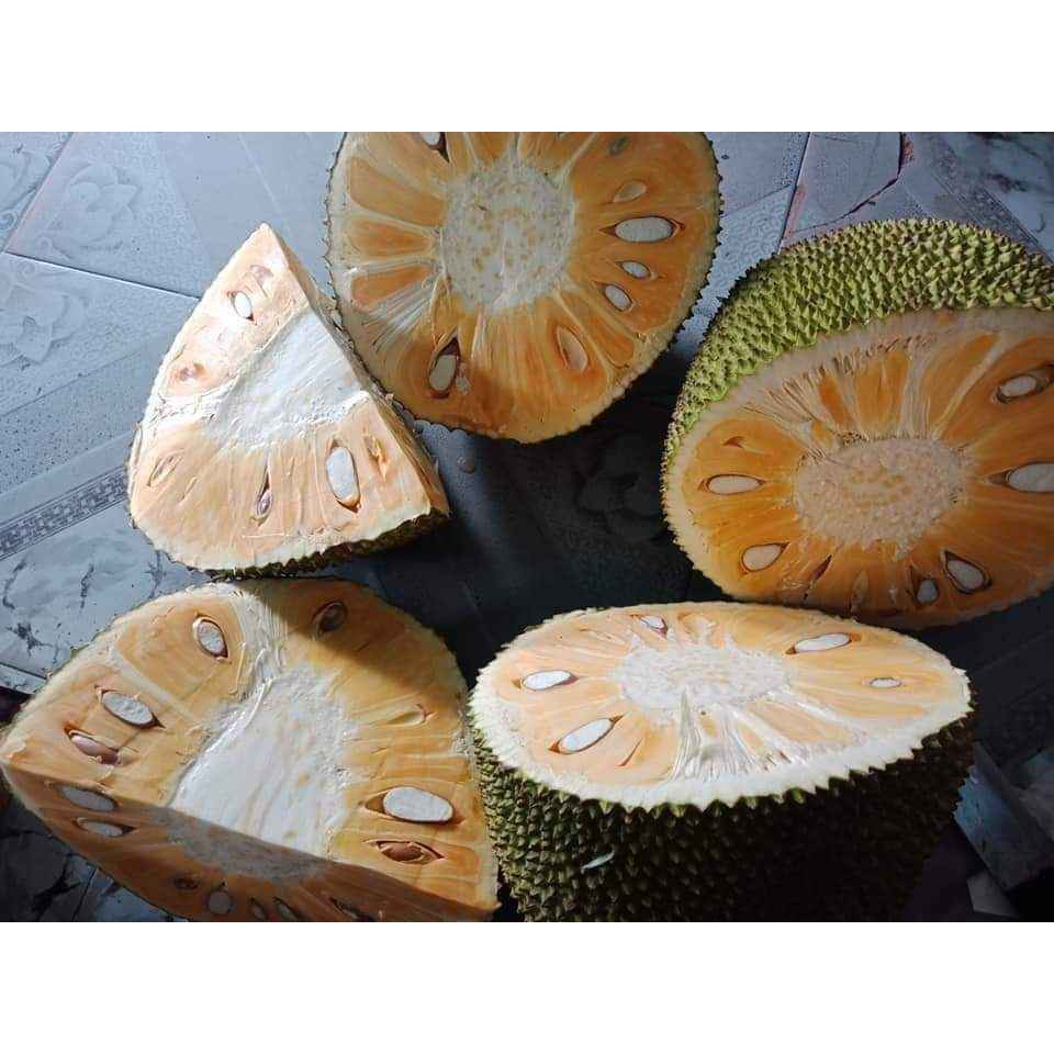 Cây Mít Thái Siêu Sớm