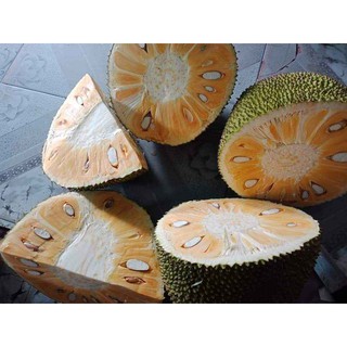Cây Mít Thái Siêu Sớm