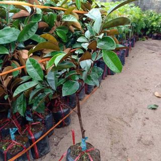 Cây vú sữa lò rèn