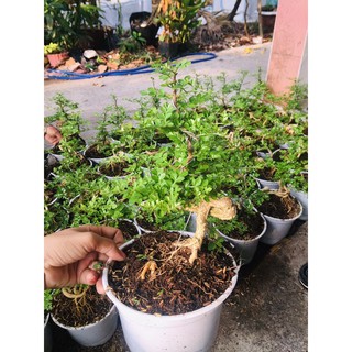 cần thăng mini