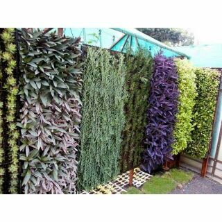Túi  trồng cây  trồng ra