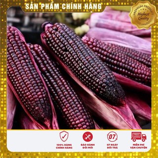 10g Hạt giống Ngô nếp tím (tặng gói Kích nẩy mầm và Hướng dẫn) VIETSEED