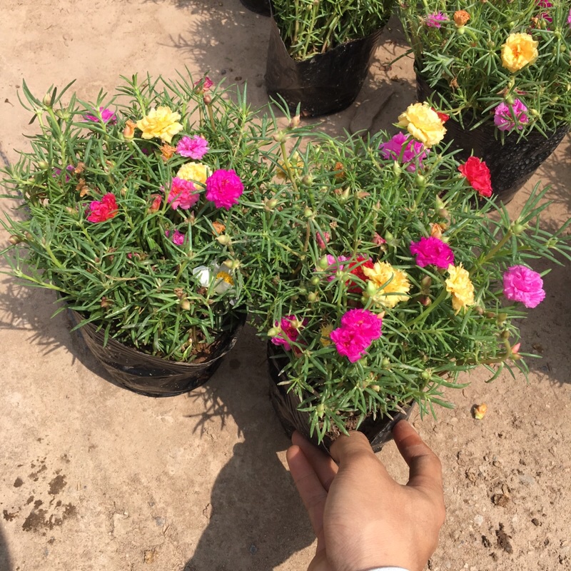 Cây hoa mười giờ thái mix màu trong bịch đen