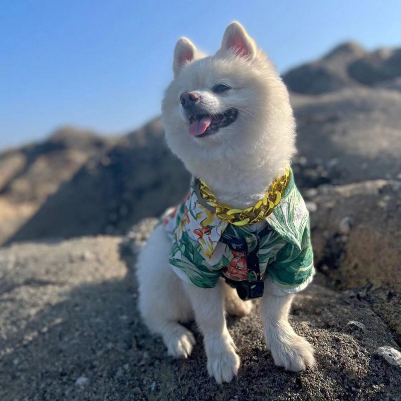 Dây Chuyền Mạ Vàng Cho Chó - Vòng Cổ Thú Cưng giao mầu ngẫu nhiên.