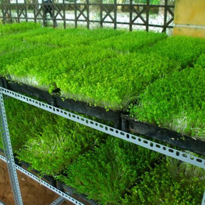 Hạt giống rau mầm muống ăn rất ngon