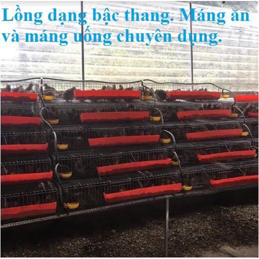 Máng ăn cho gà, chim nuôi lồng