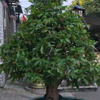 SIÊU VỌT ĐỌT BUNG ĐỌT CỰC MẠNH TRÙN QUẾ