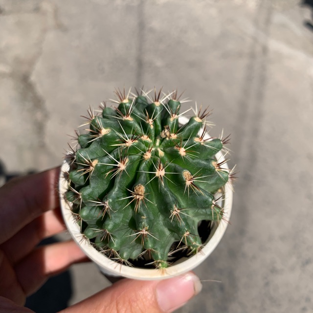 XƯƠNG RỒNG HAMATO