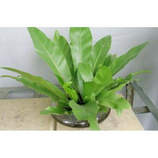 Cây Tổ Phụng