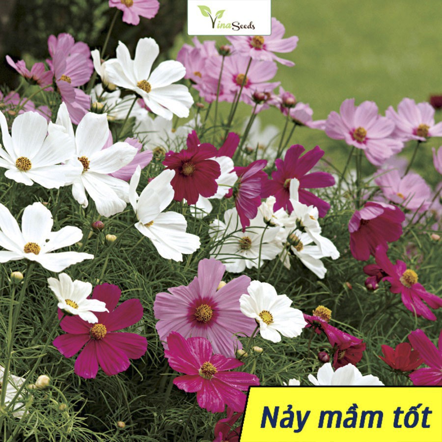 🌻🌷 Hạt giống Hoa Cánh Bướm Nhiều Màu -  Gói 100 Hạt - Vào Mùa Ra Hoa Tết luckyseed hạt siêu rẻ