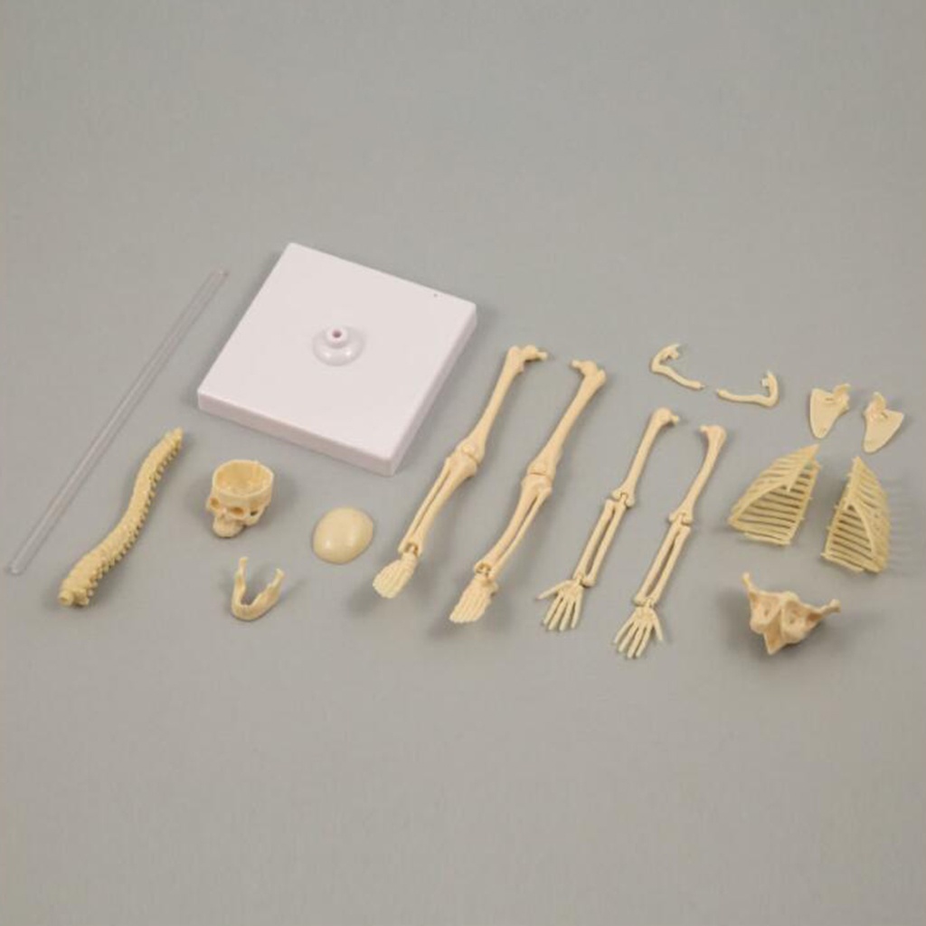 1 Bộ Xương Người Trưng Bày Mô Hình Giải Phẫu Học lzdxwcke2