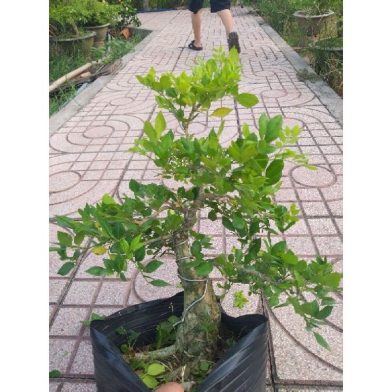 Nguyệt Quế bonsai Gốc lớn tán đẹp ( hình thật )