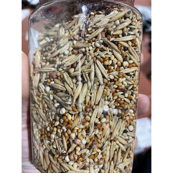 CÁM CHIM CU GÁY VƯƠNG VIỆT ANH