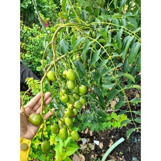 Cây 🌲 Cóc Thái lùn... đang trái nhiều