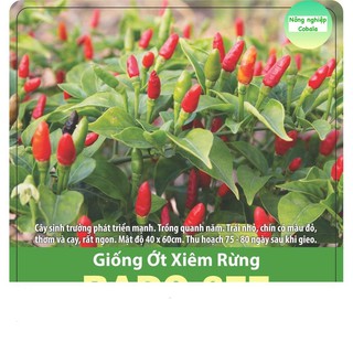 Hạt giống ớt xiêm rừng 0.2gr