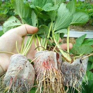 Dâu Tây giống Nhật lùn