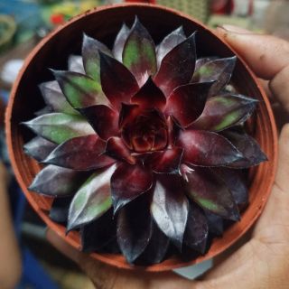 Sen đá phật bà hỏa tâm