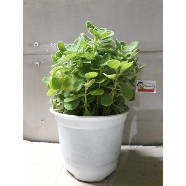 Sen Thơm( Nhất Mạc Hương) size lớn