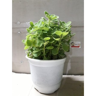 Sen Thơm( Nhất Mạc Hương) size lớn