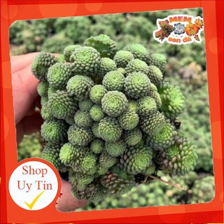 Sen đá sedum phật bà🍏 |FREESHIP| 🔥 XỨ NÓNG, ĐÃ THUẦN KHÍ HẬU, KHOẺ ĐẸP 🍏 LỖI 1 ĐỔI 1