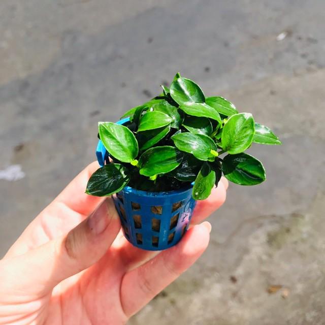 Ráy Nana Nhiều Ngọn  - Cây thủy sinh gắn giá thể