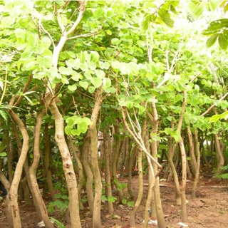 Combo 2 cây giống hoa ban tím siêu đẹp