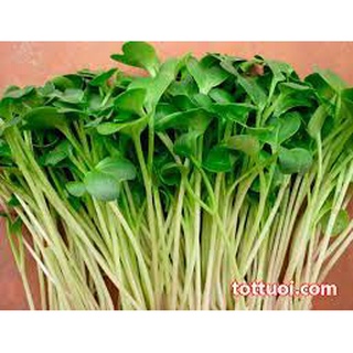 Hạt Giống Rau Mầm Cải